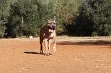 CANE CORSO 091